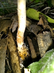 Leratiomyces