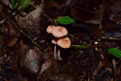 Gymnopus