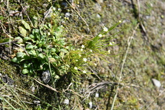 Androsace filiformis