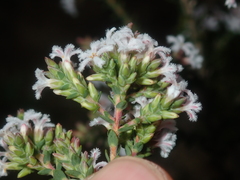 Styphelieae