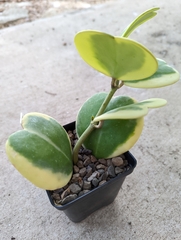 Hoya kerrii