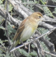Spiza americana