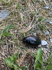 Dytiscus verticalis