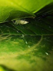 Telamonia