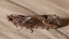 Cryptaspasma sordida