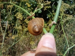 Cornu aspersum