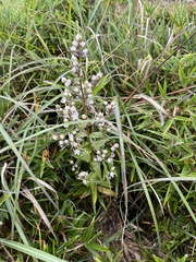 Swertia macrosperma