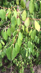 Forsythia × intermedia