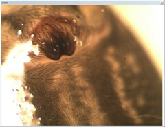 Callobius claustrarius