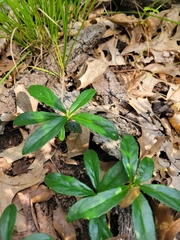 Chimaphila umbellata