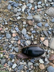 Dytiscus verticalis
