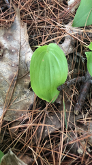 Maianthemum canadense