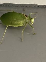 Pterophylla camellifolia