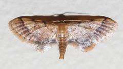 Idaea trypheropa
