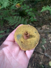 Boletellus chrysenteroides