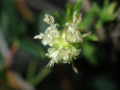 Opercularia spermacocea