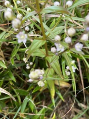 Swertia macrosperma