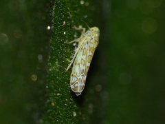 Eupteryx decemnotata