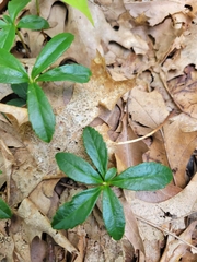 Chimaphila umbellata