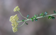 Ozothamnus obcordatus