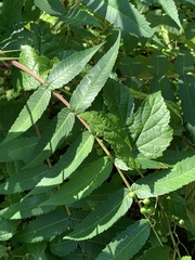 Stigmella intermedia