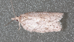 Isotenes miserana
