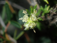 Opercularia spermacocea