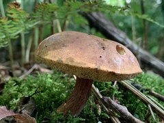 Boletellus chrysenteroides