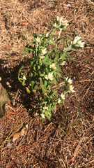 Pseudognaphalium obtusifolium