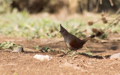 Rhinocrypta lanceolata