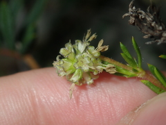 Opercularia spermacocea