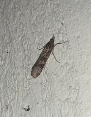 Nomophila nearctica