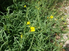 Diplotaxis tenuifolia