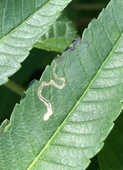 Stigmella intermedia