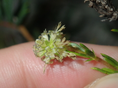 Opercularia spermacocea