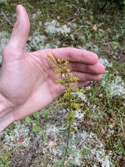 Solidago canadensis