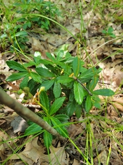 Chimaphila umbellata