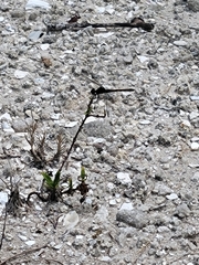 Erythrodiplax berenice