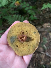 Boletellus chrysenteroides