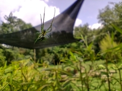Leucauge