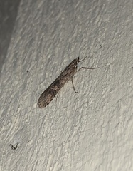 Nomophila nearctica