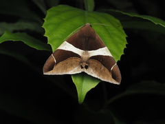 Bastilla crameri