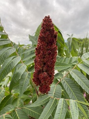 Rhus typhina
