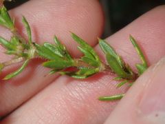 Opercularia spermacocea