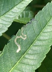 Stigmella intermedia