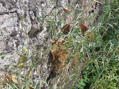 Diplotaxis tenuifolia