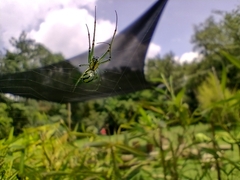 Leucauge