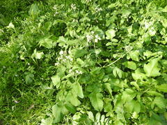 Raphanus raphanistrum