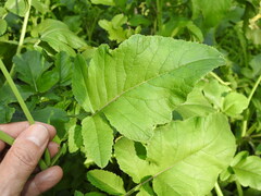 Raphanus raphanistrum