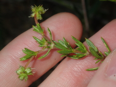 Opercularia spermacocea